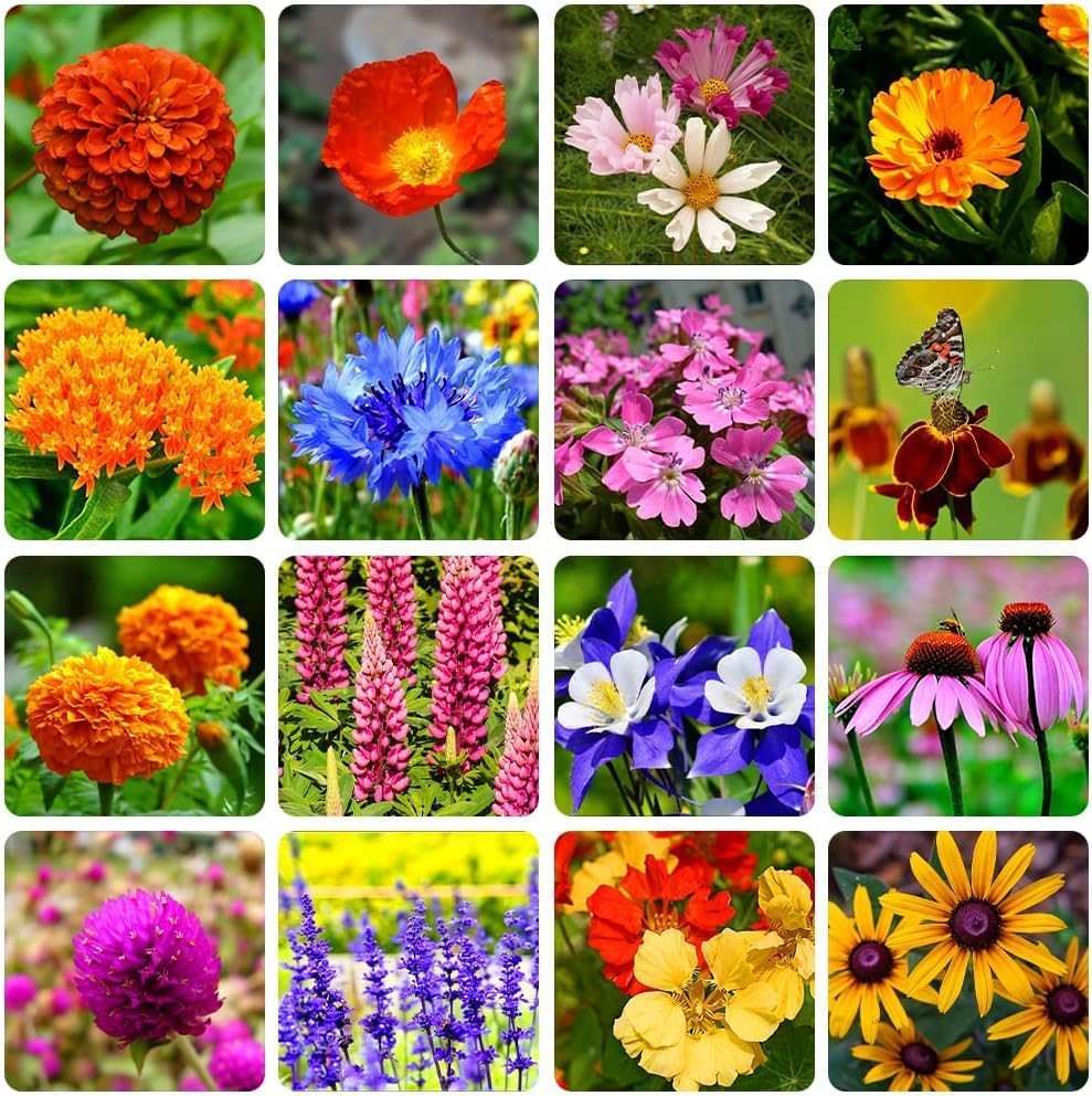10000+ Perennial Mix Wildflower Seeds 16 Assorted Varieties of Heirloom Flower -1oz Zinnia Poppy Crimson Clover Milkweed Lupine Marigold Mexican Hat Sage Nasturtium