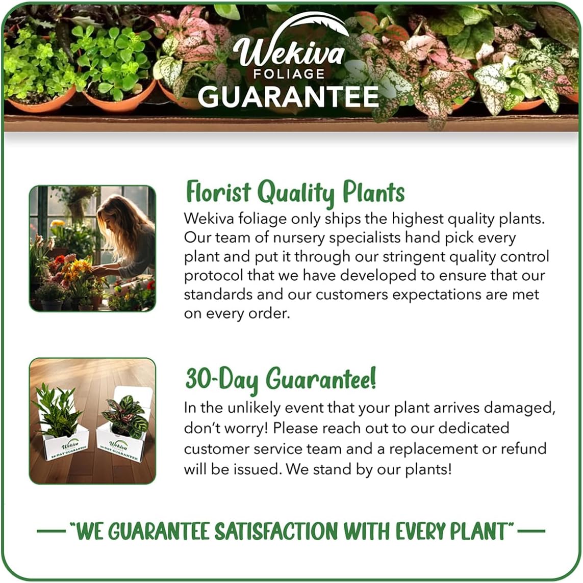 Allspice Tree - Live Plant in a 4 Inch Growers Pot - Pimenta Dioica - Beautiful Fragrant Spice Producing Tree for Patio and Garden