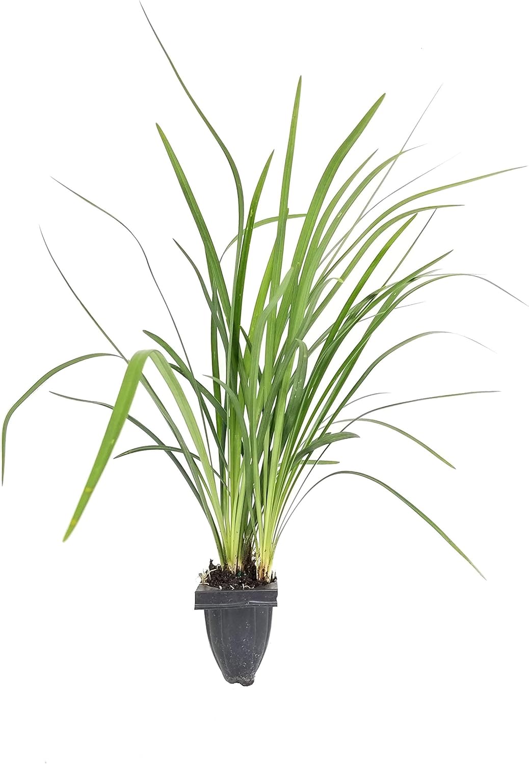 Emerald Goddess Liriope Muscari - 30 Live Plants - Drought Tolerant Low Maintenance Evergreen Ground Cover Grass