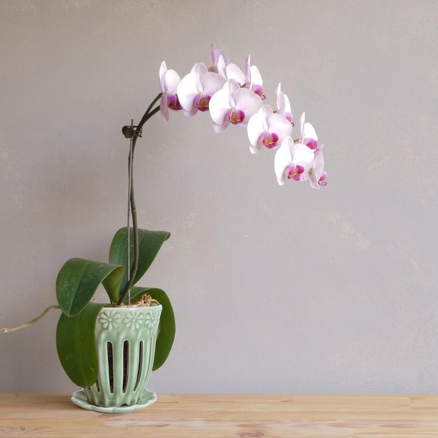 5" Ceramic Orchid Pot with Saucer: Ceramic Orchid Planter for Repotting - Plant Flower Pots for Orchid Indoor Outdoor - Orchid Pots with Holes - Orchid Container with Drainage Holes and Tray