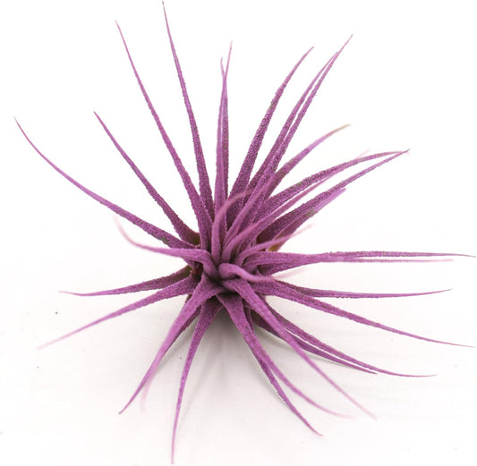 Dyed Tillandsia Ionantha Guatemala Enhanced Colored Colorful Air Plant Live Easy Care Indoor Outdoor Home Decor Gift Airplant by Awesome Industries Live Arrival Guaranteed (Lavender)