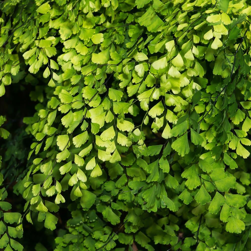 5 Fern Rhizomes, Maidenhair Fern Plants Live, Live Fern Plants, Fern Ground Cover Plants Live, Fern Live Plants, 5 Roots
