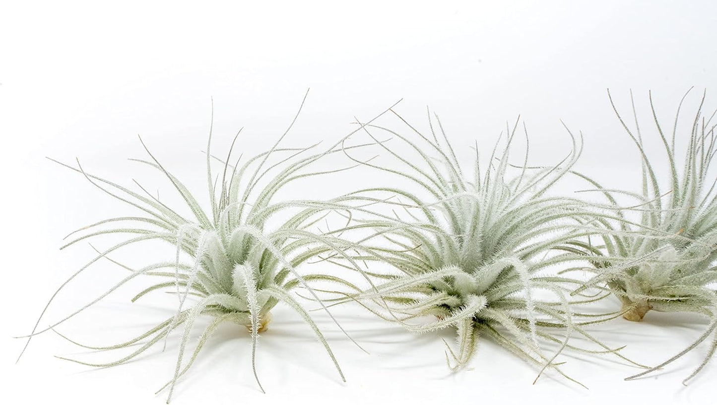 Air Plant Shop 10 Pack Rare Tectorum Ecuador Air Plants - Unique, Bright White, Nursery-Grown Tillandsia House Plant with Fuzzy Trichomes for Terrariums, Driftwood & Living Walls - Wholesale