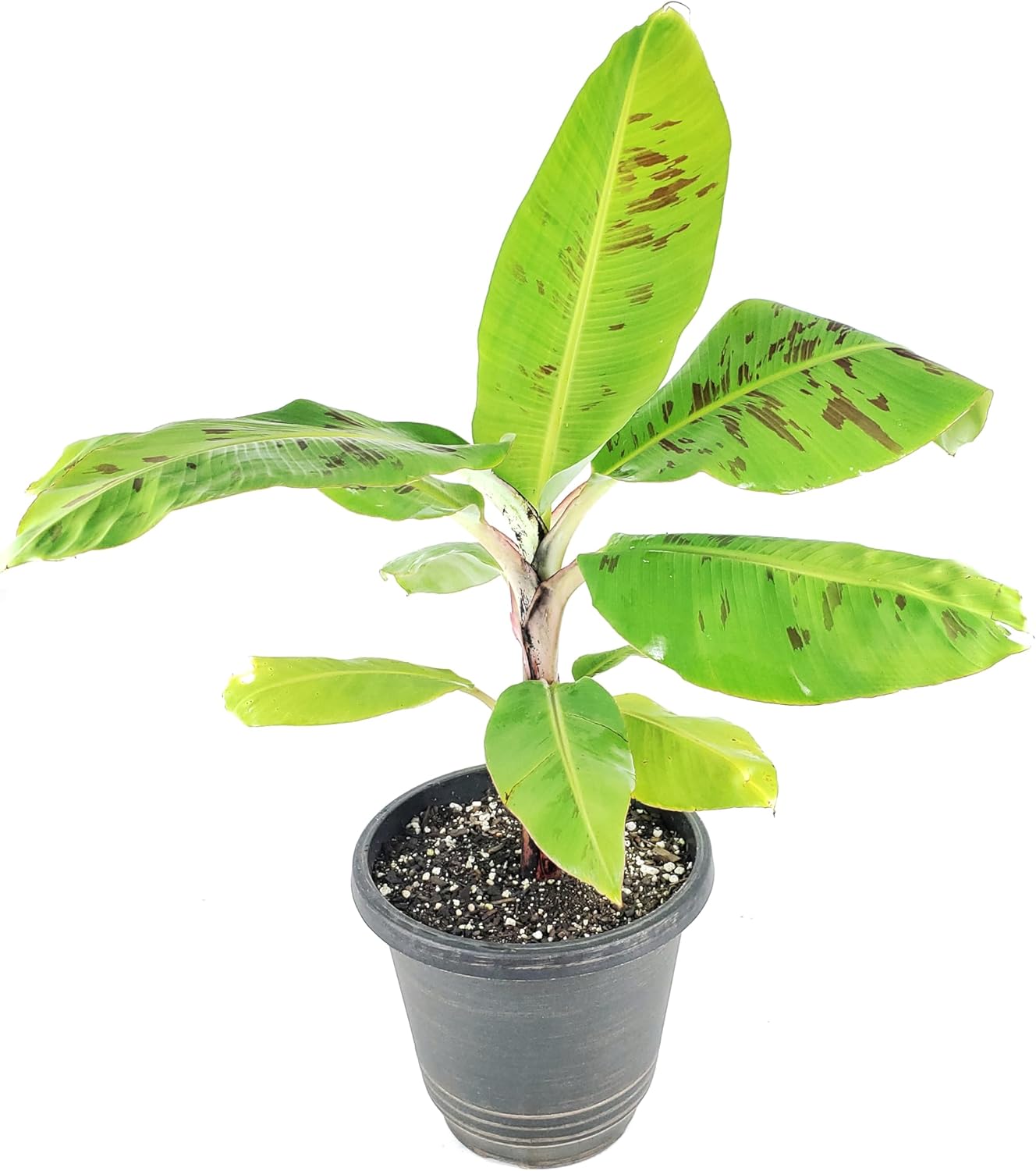 Dwarf Cavendish Banana Plant (Musa acuminata 'Dwarf Cavendish') - Indoor/Outdoor Edible Fruit Tree - Fast Growing, Grows Up to 7 Feet Tall