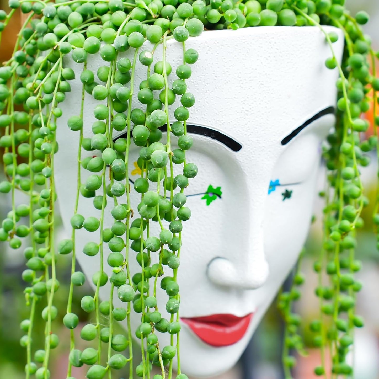 4" String of Pearls with White Stripe Pot, Live Trailing Succulent House Plant for Home Office Wedding Hanging Decoration, DIY Projects, Party Favor