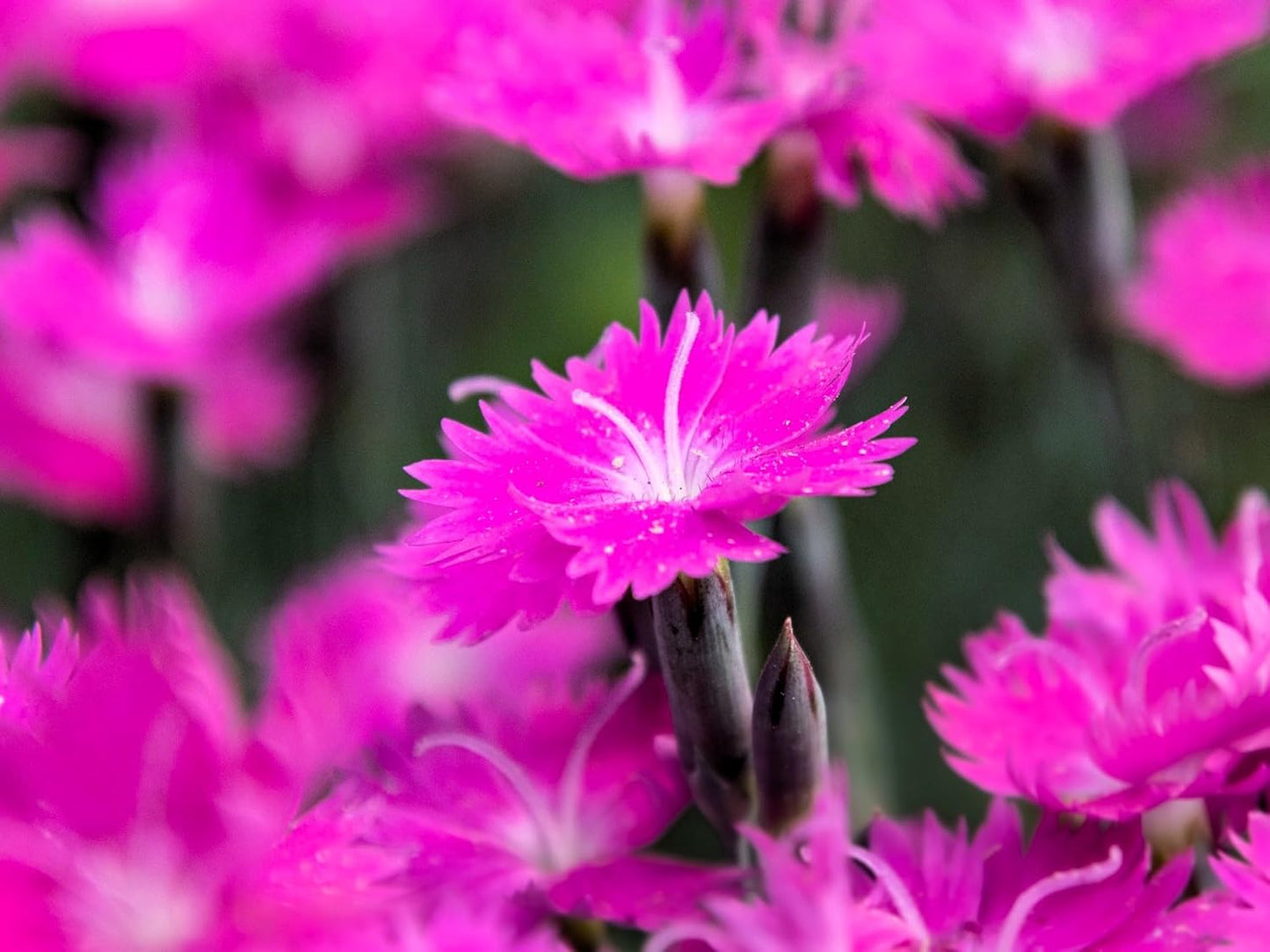 Greenwood Nursery: Live Perennial Plants - Firewitch + Dianthus Gratianopolitanus - [Qty: 1x 3.5 Pot] - (Click for Other Available Plants/Quantities)