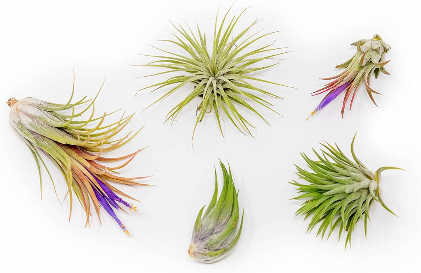 30 Pack Air Plants Assorted Tillandsia Ionantha - Live Succulent House Plants - Available in Wholesale and Bulk - Home and Garden Decor - Easy Care Indoor and Outdoor Plants