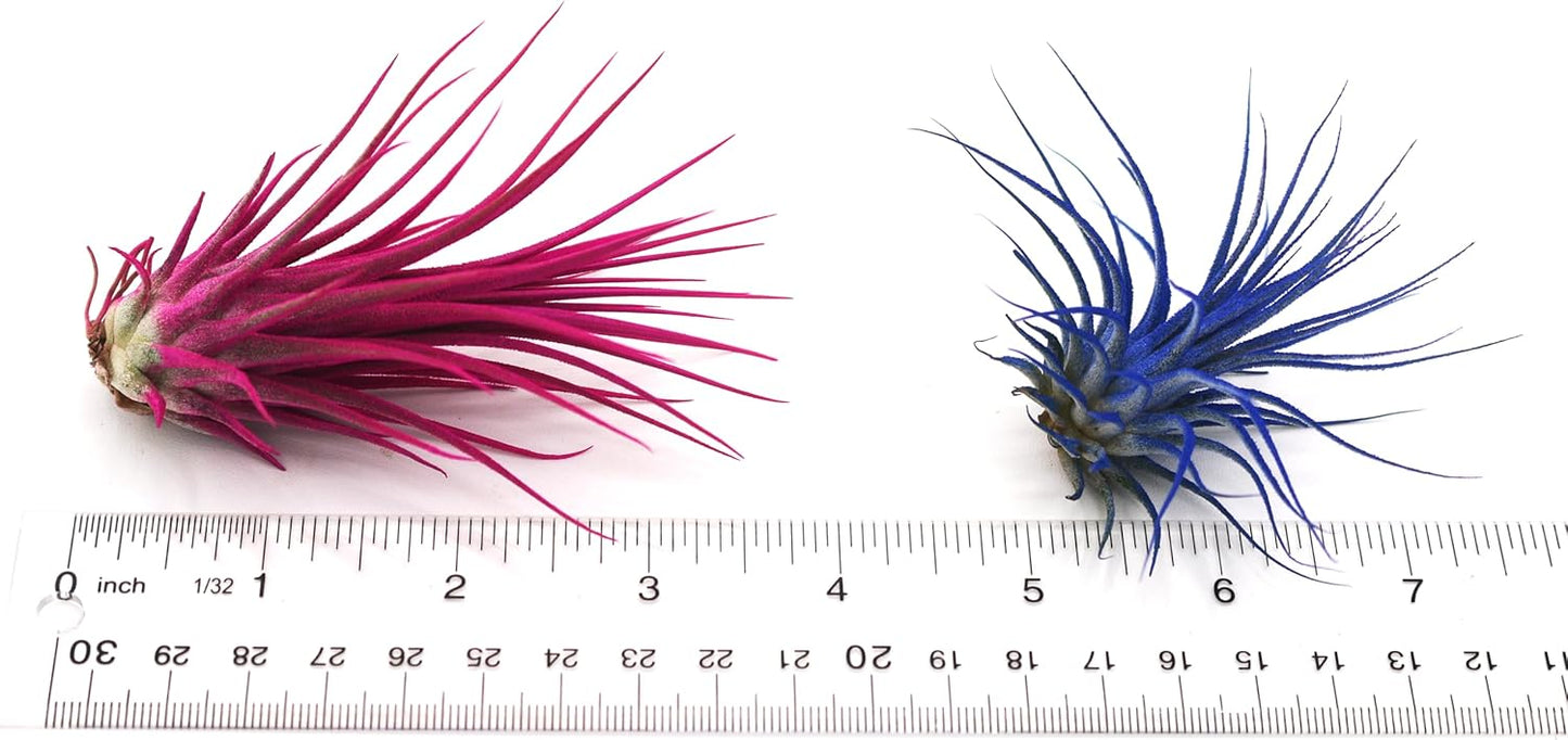 Dyed Tillandsia Ionantha Guatemala Enhanced Colored Colorful Air Plant Live Easy Care Indoor Outdoor Home Decor Gift Airplant by Awesome Industries Live Arrival Guaranteed (Sunrise)