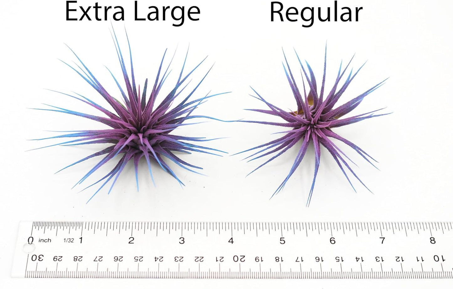 Dyed Tillandsia Ionantha Guatemala Enhanced Colored Colorful Air Plant Live Easy Care Indoor Outdoor Home Decor Gift Airplant by Awesome Industries Live Arrival Guaranteed (Teal)