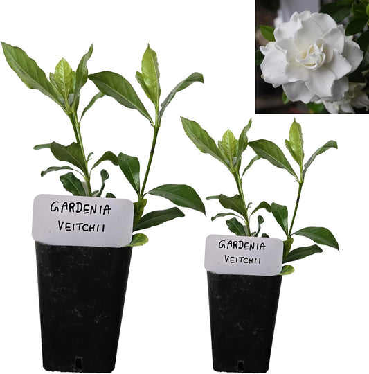 Gardenia Veitchii - Everblooming - Gardenia Jasminoides. Fragrant Evergreen Shrub with Glossy Foliage and Pure White Blooms, Perfect for Pots, Borders, or Gardens (2 Gardenia Veitchii Plants in Sac)
