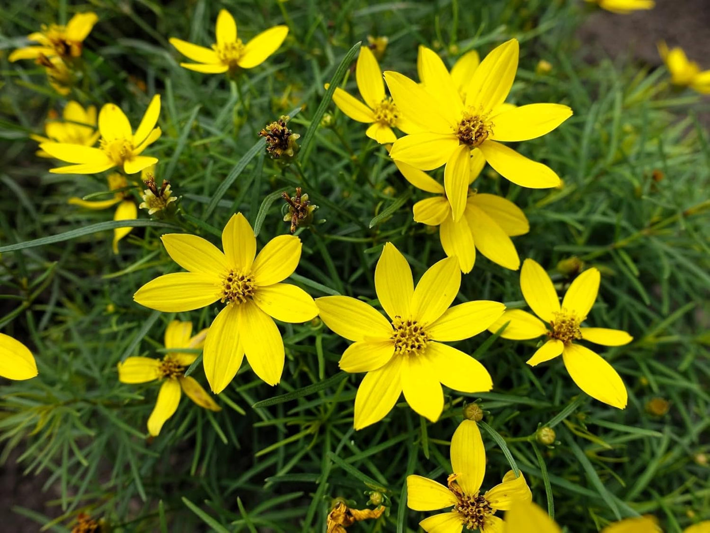 Greenwood Nursery: Live Perennial Plants - Nana Mouse Ear Tickseed + Coreopsis Auriculata - [Qty: 5X Pint Pots] - (Click for Other Available Plants/Quantities)