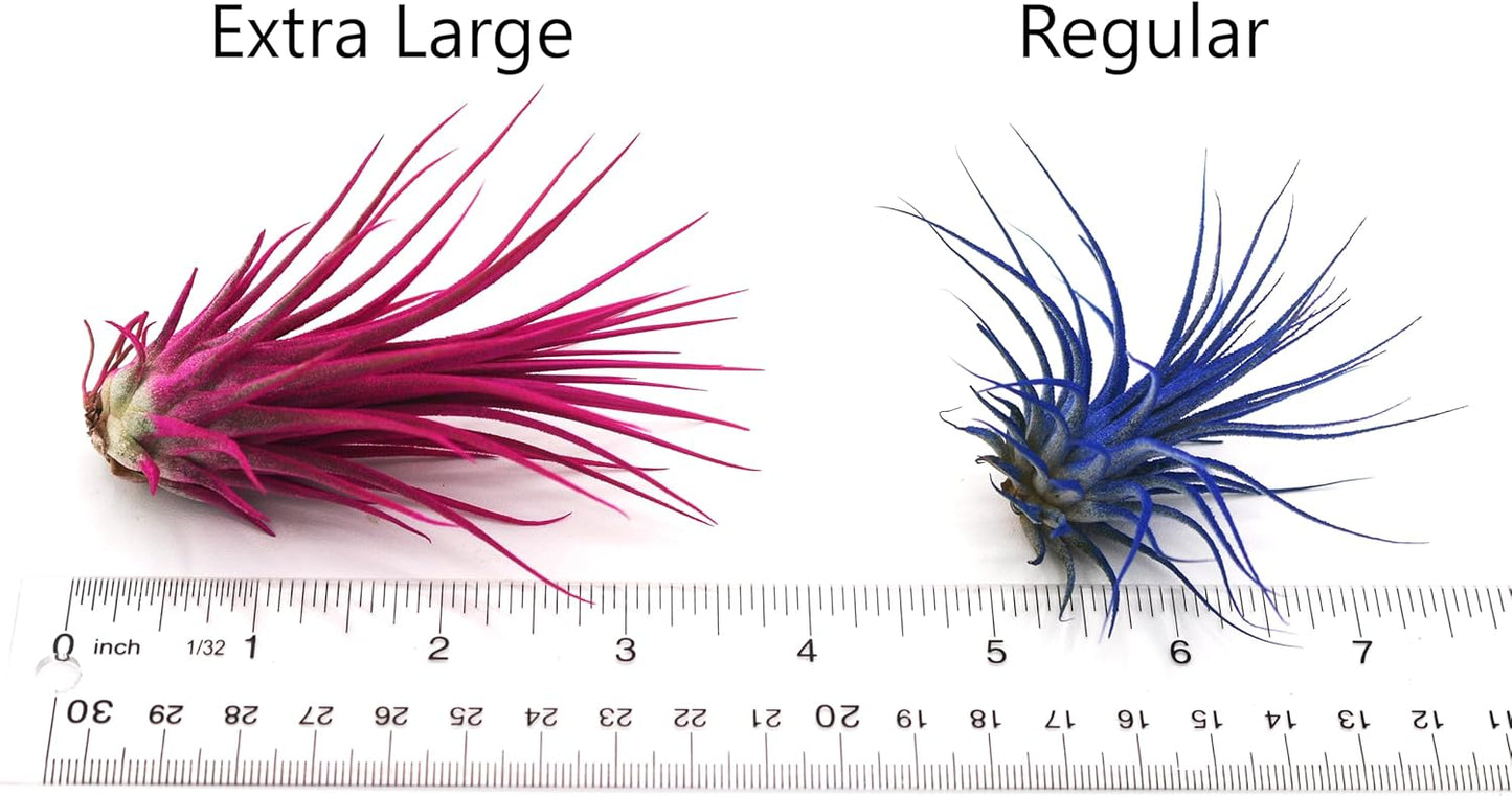 Dyed Tillandsia Ionantha Guatemala Enhanced Colored Colorful Air Plant Live Easy Care Indoor Outdoor Home Decor Gift Airplant by Awesome Industries Live Arrival Guaranteed (Lavender)