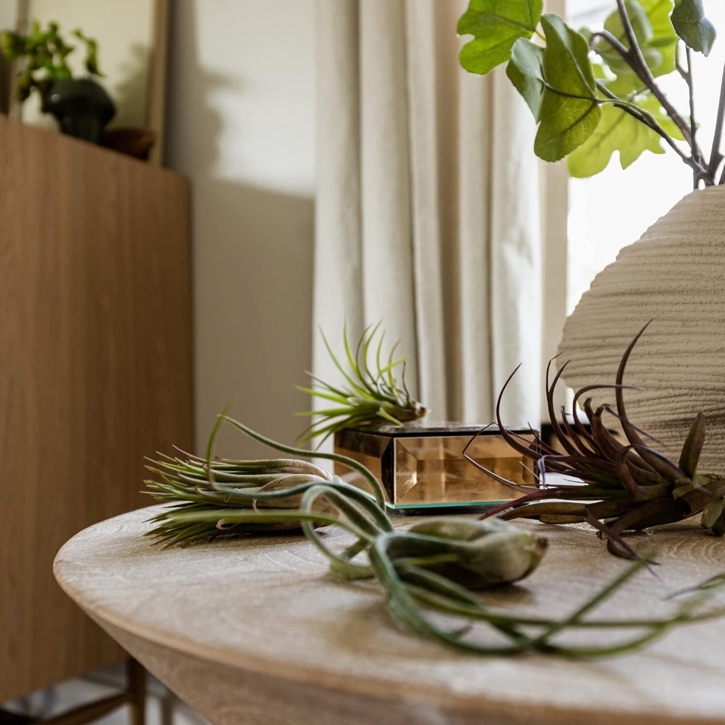 Air Plants - Tillandsia Variety Pack, Regular 1-3" - 6ct - Live Arrival Guaranteed - House Plants for Home Decor & Gift