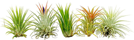 Air Plants - Tillandsia Ionantha Pack, Regular 1-3" - 5ct - Live Arrival Guaranteed - House Plants for Home Decor & Gift