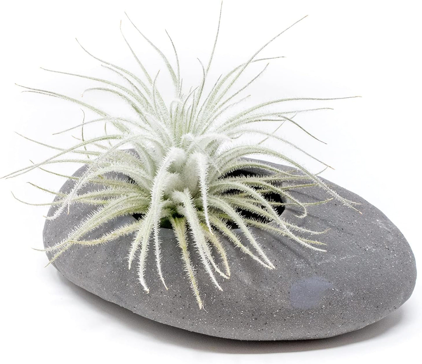 Air Plant Shop 5 Pack Rare Tectorum Ecuador Air Plants - Unique, Bright White, Nursery-Grown Tillandsia House Plant with Fuzzy Trichomes for Terrariums, Driftwood & Living Walls - Wholesale