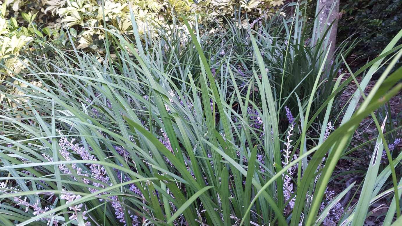 Evergreen Giant Liriope Muscari - 3 Live Plants - Drought Tolerant Low Maintenance Evergreen Groundcover Grass