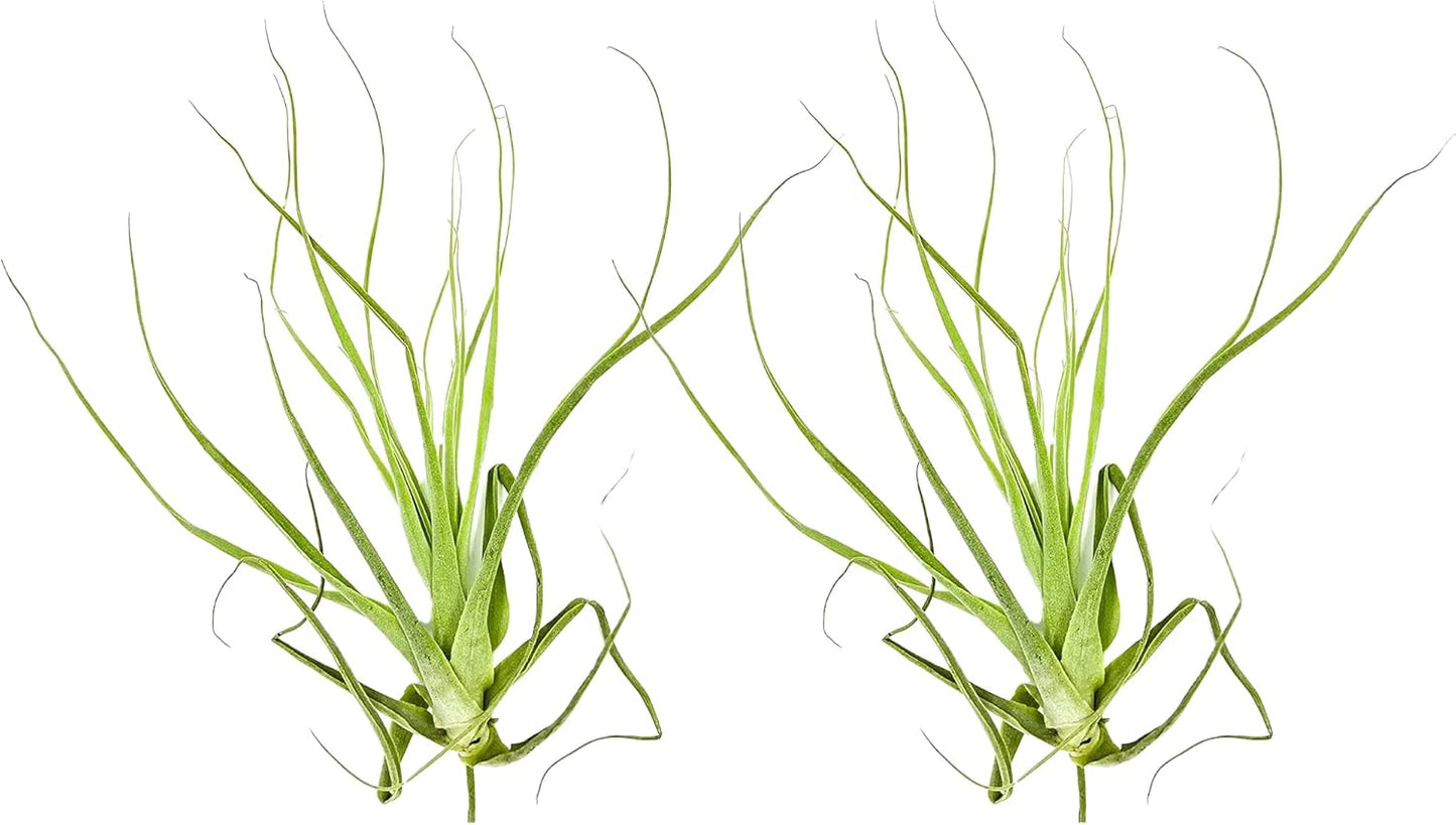Air Plants - Tillandsia Straminea Jumbo 6-9" - 2ct - Live Arrival Guaranteed - House Plants for Home Decor & Gift
