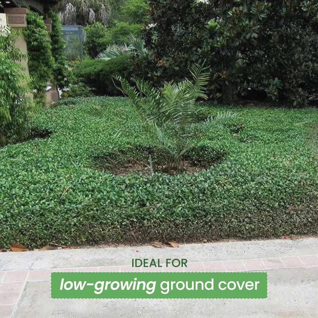 American Plant Exchange Asiatic Jasmine Minima – 6-Inch with Pot – Live Evergreen Groundcover Plant, Low Maintenance Greenery for Home, Garden Beds, or Landscape Borders