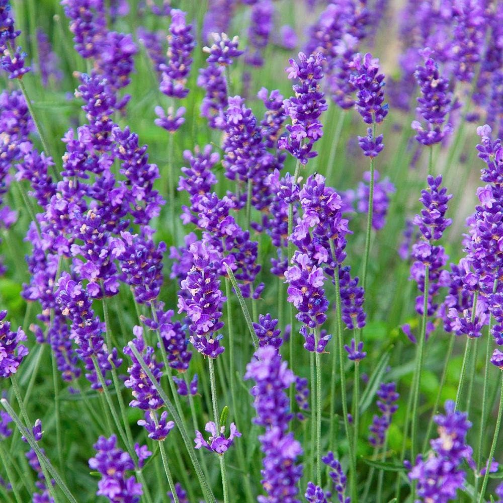 Greenwood Nursery: Live Perennial Plants - Munstead Lavender + Lavandula Angustifolia - [Qty: 1x 3.5 Pot] - (Click for Other Available Plants/Quantities)