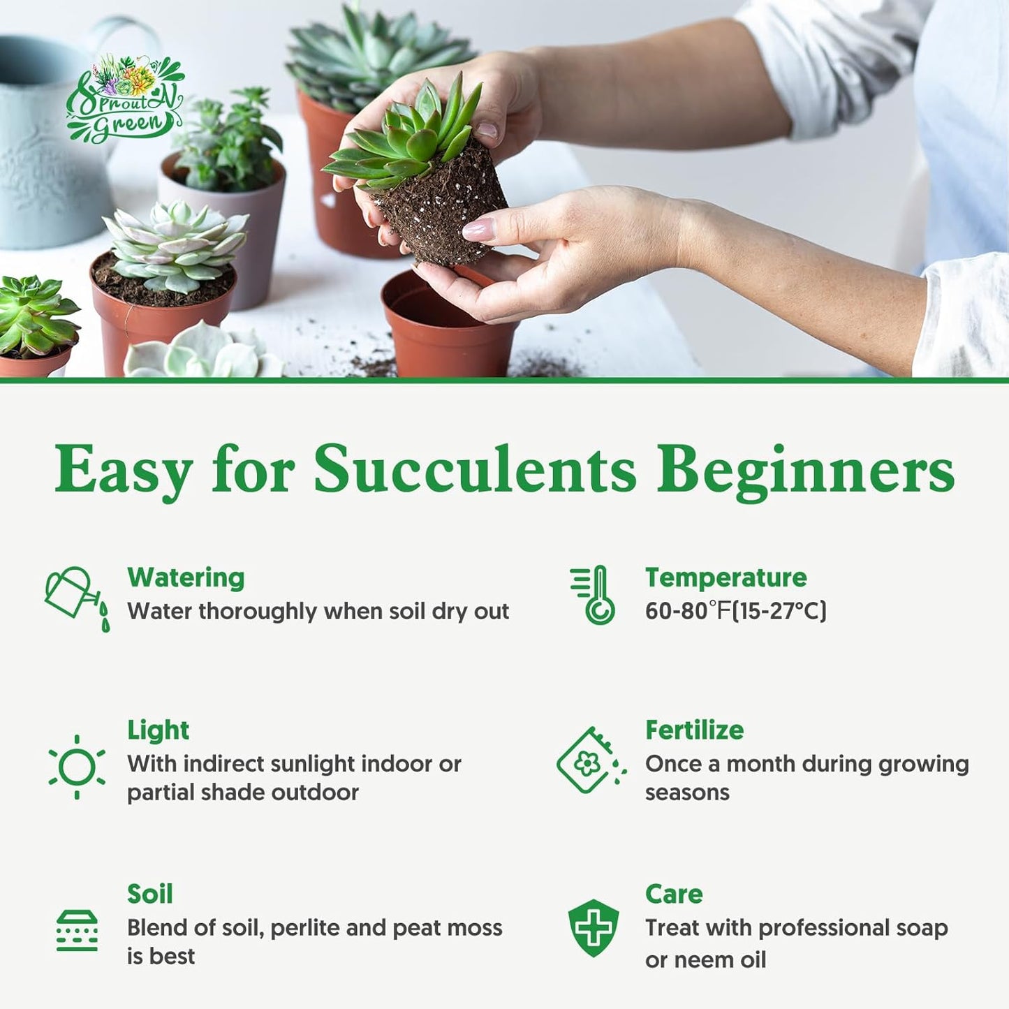 4" String of Buttons in White Stripe Pot, Live Crassula 'Baby's Necklace' Trailing Succulent, Rare House Plant for Home Office Wedding Hanging Decoration, DIY Projects, Party Favor