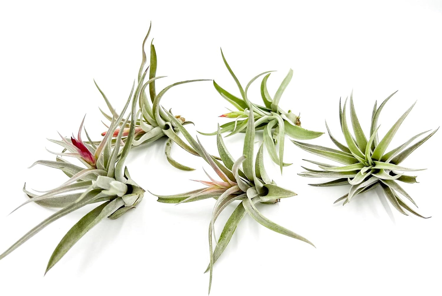 Air Plants - Flowering Tillandsia Harrisii, Large 3-5" - 5ct - Live Arrival Guaranteed - House Plants for Home Decor & Gift