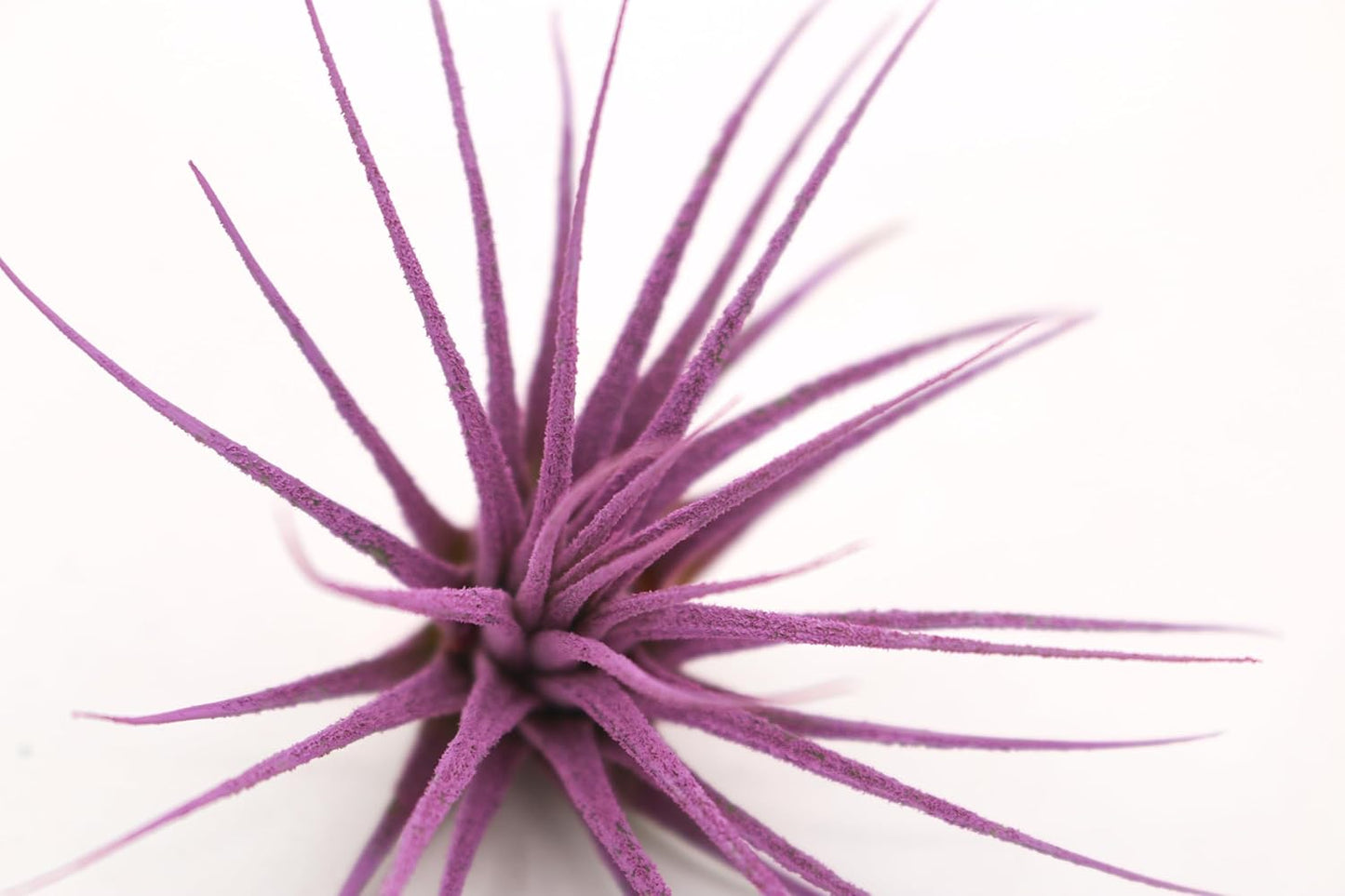 Dyed Tillandsia Ionantha Guatemala Enhanced Colored Colorful Air Plant Live Easy Care Indoor Outdoor Home Decor Gift Airplant by Awesome Industries Live Arrival Guaranteed (Lavender)