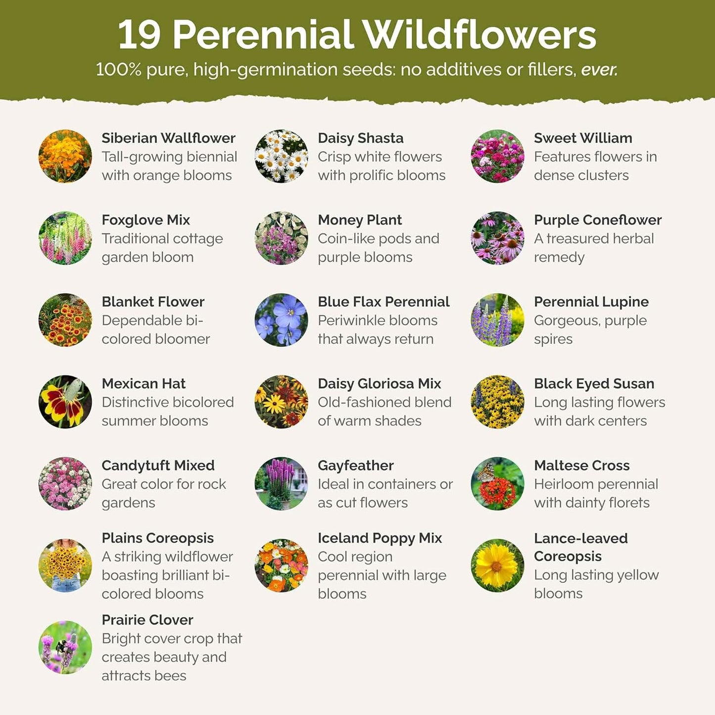 Eden Brothers All Perennial Wildflower Mixed Seeds for Planting, 10 lb, 4,800,000+ Seeds with Lupine, Shasta Daisy | Attracts Pollinators, Plant in Spring or Fall, Zones 3, 4, 5, 6, 7, 8, 9, 10
