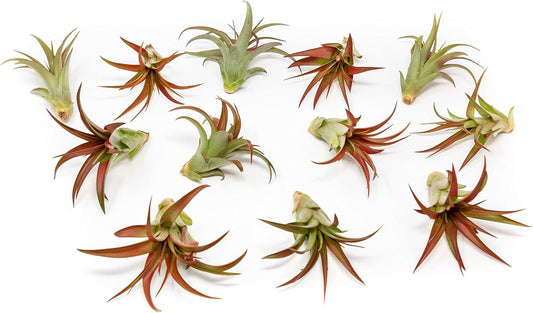 12 Pack Air Plants Red Abdita Tillandsia - Medium Air Plants Live Variety Pack - Live Succulent House Plant - Home Holders and Garden Decor - Easy Care Indoor and Outdoor Plants