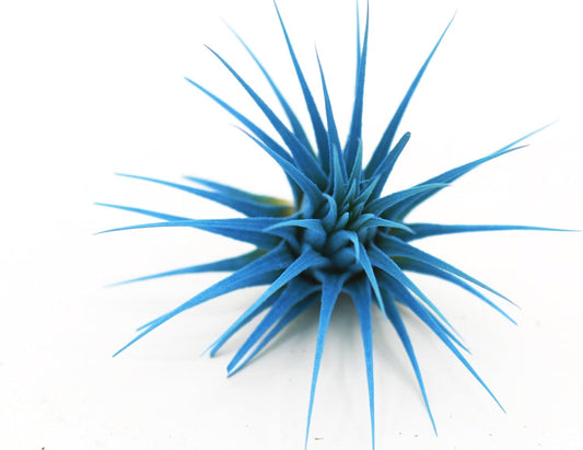 Dyed Tillandsia Ionantha Guatemala Enhanced Colored Colorful Air Plant Live Easy Care Indoor Outdoor Home Decor Gift Airplant by Awesome Industries Live Arrival Guaranteed (Light Blue)