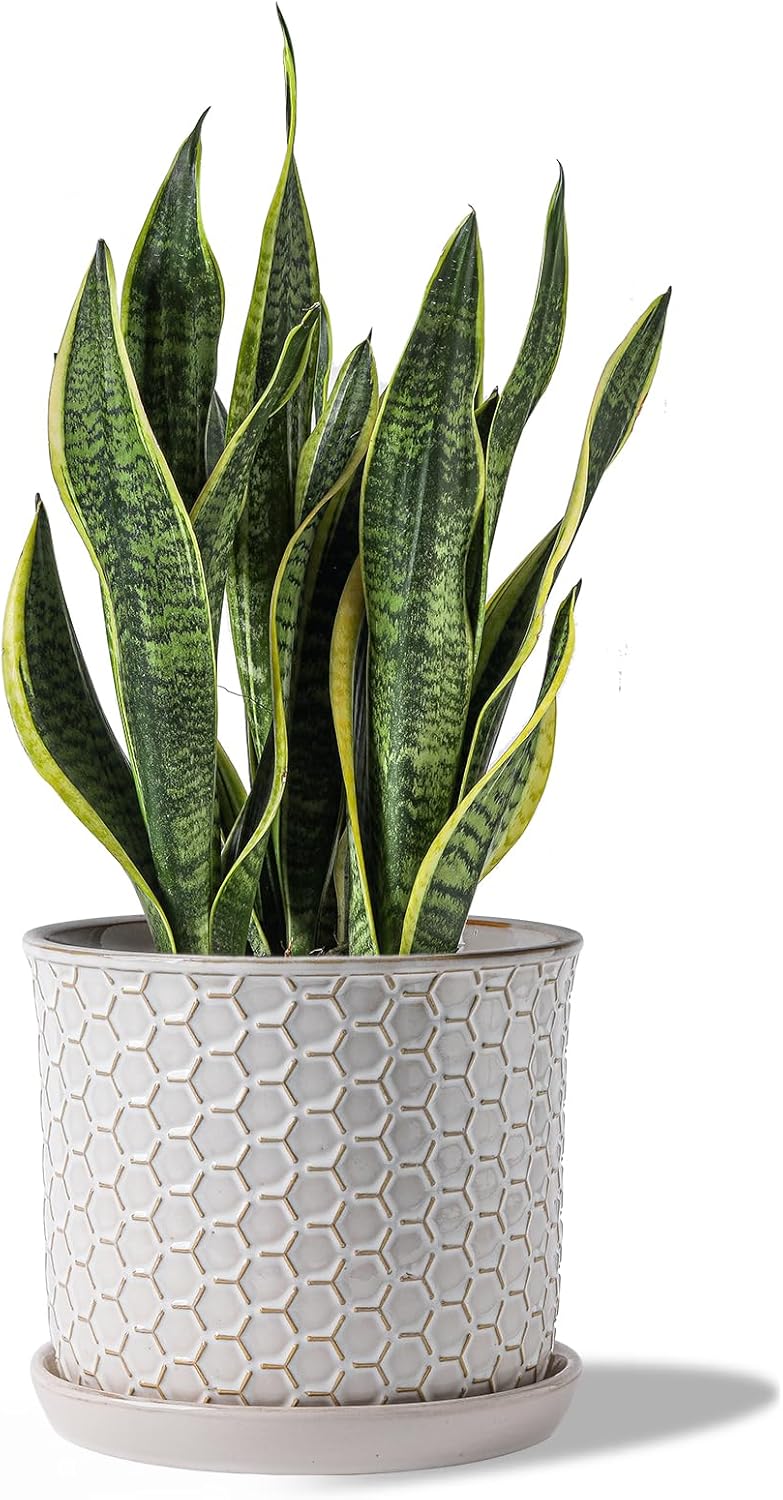 8 Inch Plant Pot: Ceramic Planter with Drainage Hole & Saucer - Flowerpot for Indoor & Outdoor Plants with Separate Tray for Home & Office - Honeycomb Design, Cream White