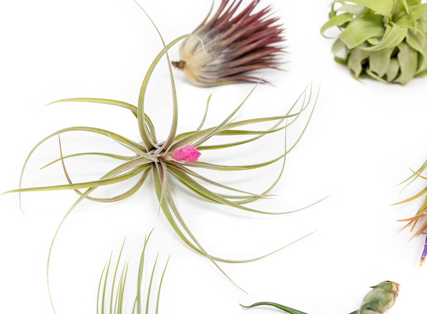 Grab Bag Pack Small & Medium Air Plants - Fertilizer Packet - Wholesale - Bulk - Live Tillandsia - Easy Care House Plant - Succulents, 10 Count (Pack of 1)