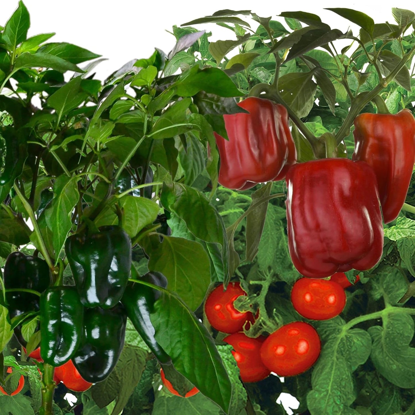 AeroGarden Jumbo Veggies Seed Pod Kit - Mega Cherry Tomato, Poblano Pepper, and Sweet Bell Pepper Seed Pods for Tall Gardens
