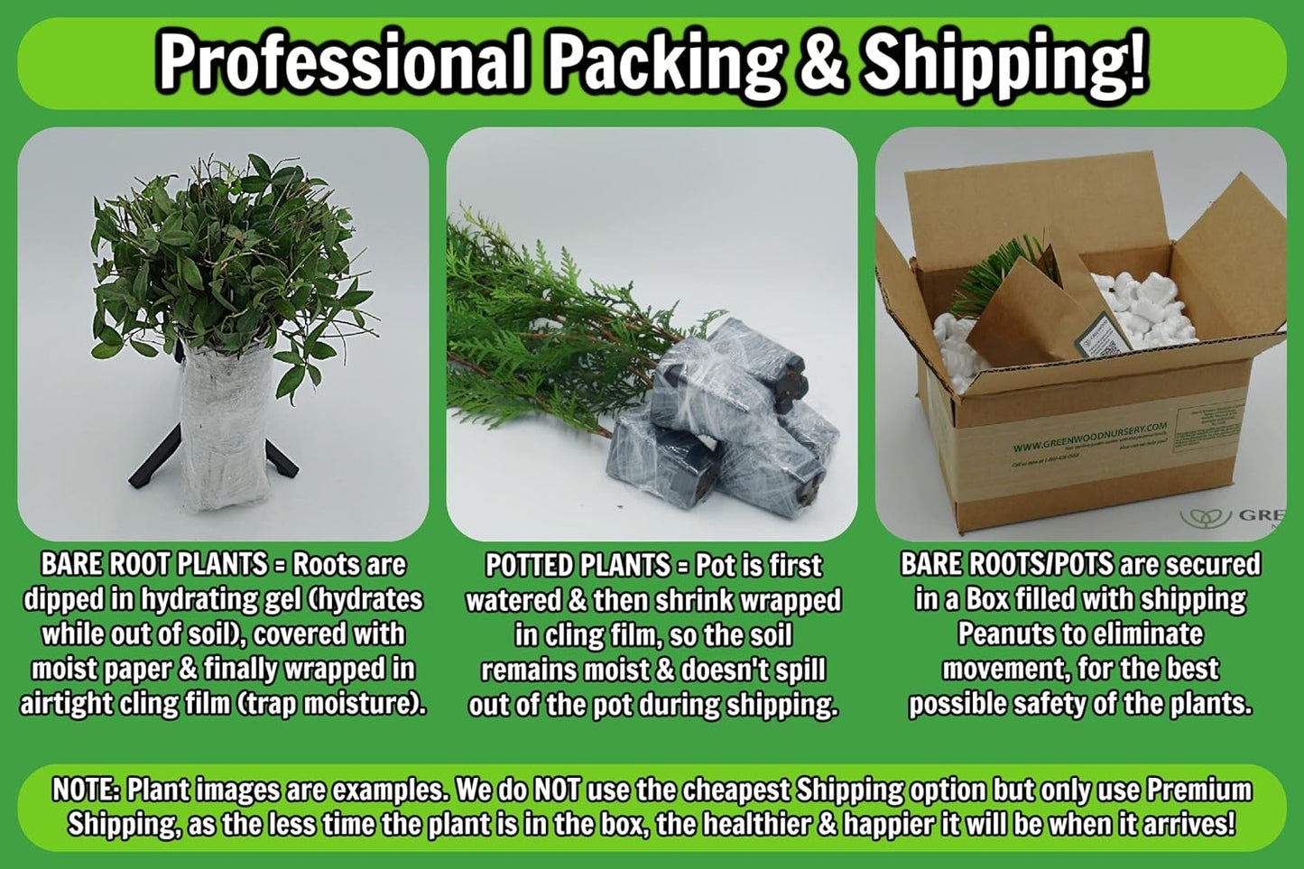Greenwood Nursery: Live Perennial Plants - Creeping Rosemary + Rosmarinus Officinalis Prostratus - [Qty: 3X 3.5 Pots] - (Click for Other Available Plants/Quantities)