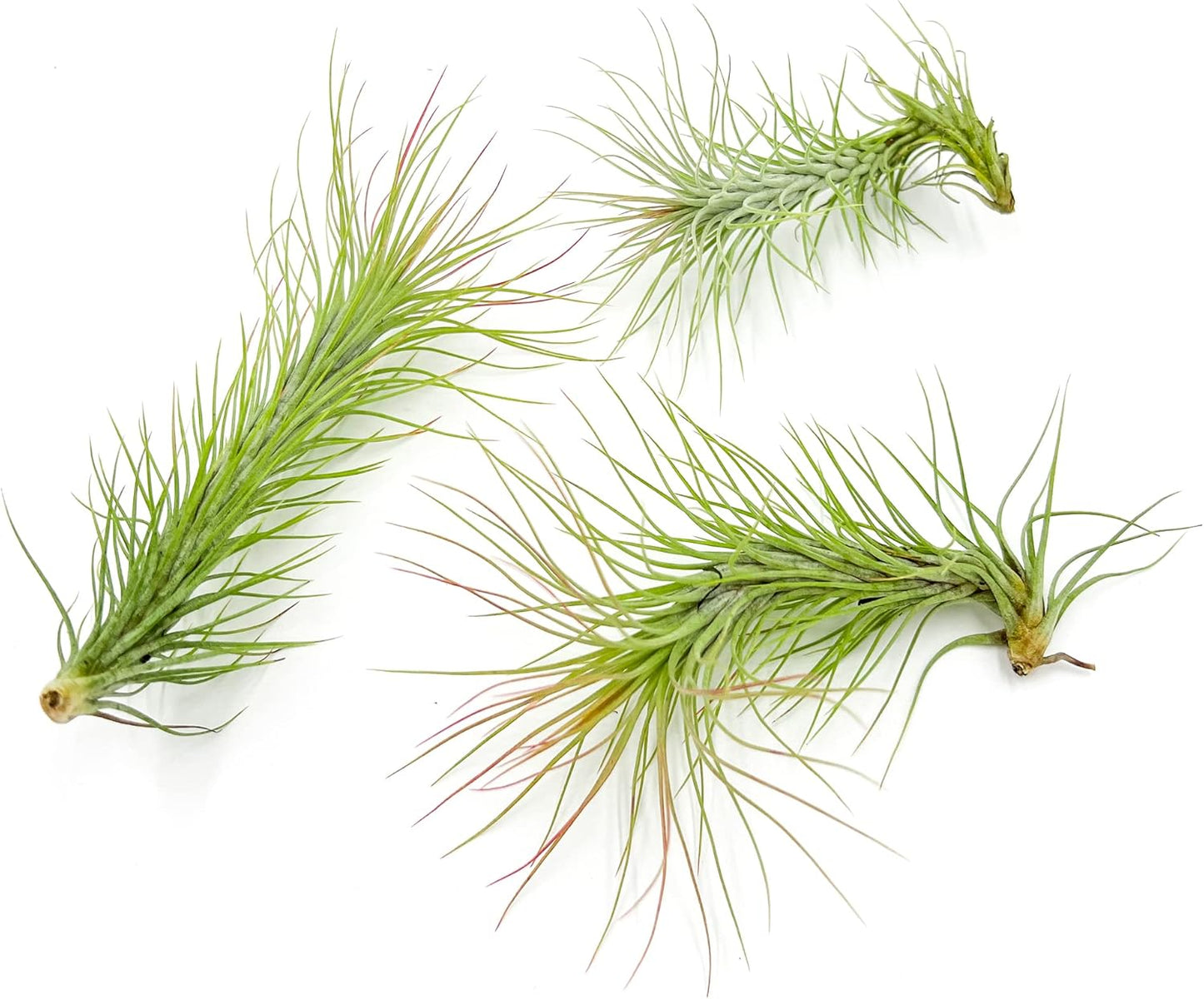 Air Plants - Tillandsia Funckiana, Large 5" - 3ct - Live Arrival Guaranteed - House Plants for Home Decor & Gift