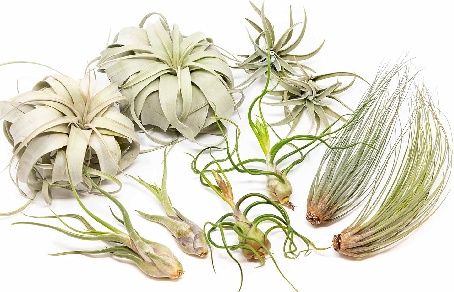 10 Pack of Large Tillandsia Air Plants - Xerographica, Juncea, Bulbosa, Caput Medusae & Harrisii- Live Succulent House Plants Availabe in Wholesale and Bulk - Easy Care Indoor and Outdoor Plant