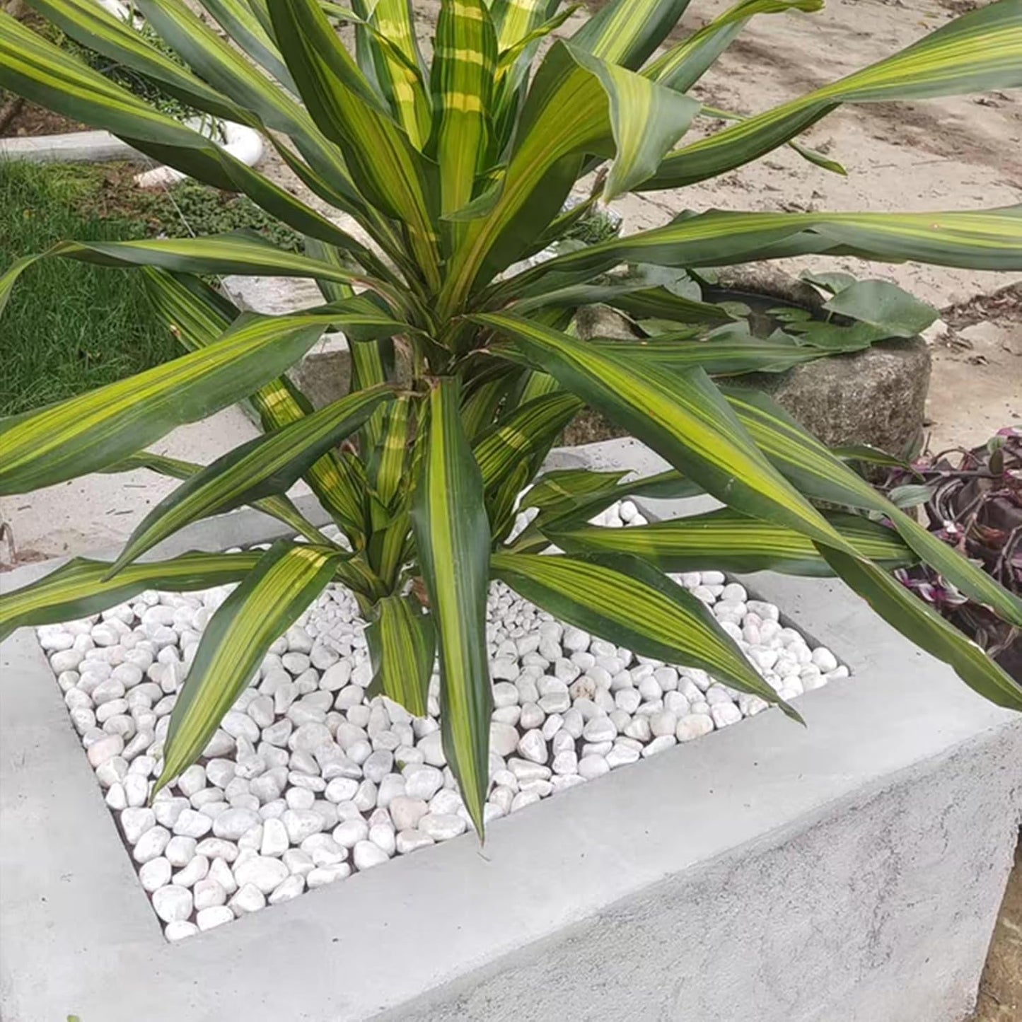 20 lbs White Stones for Landscaping, 1-2 Inch Pebbles Decorative River Rocks for Plants Indoor, Vases, Aquariums Gravel, Crafting and Garden