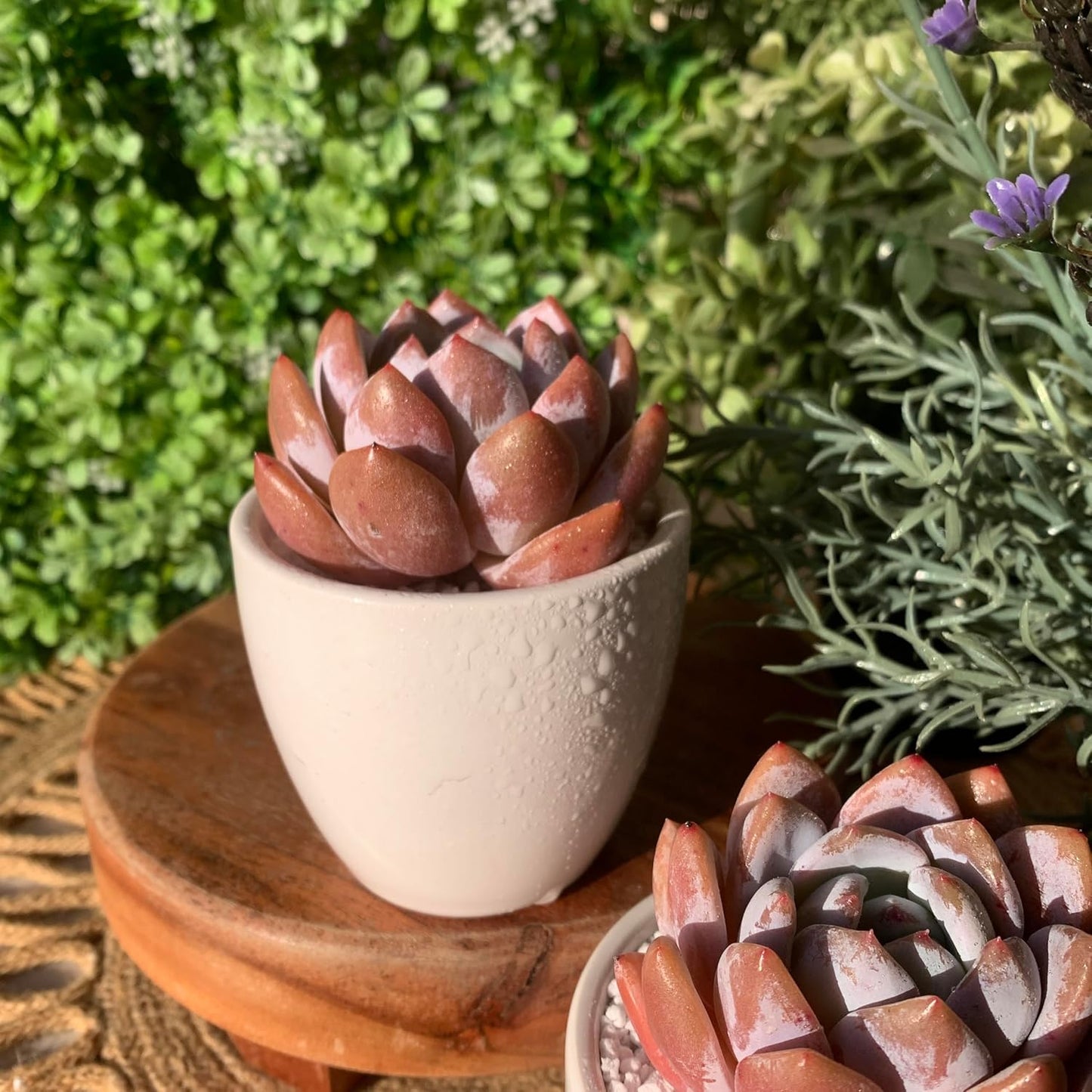 FWPP Live Succulents Plants Echeveria Sang-A 4.3 inches,Rare Succulents Bare Root Without Pot Soil, Live Plants Indoor Office Decoration Wedding and Gift