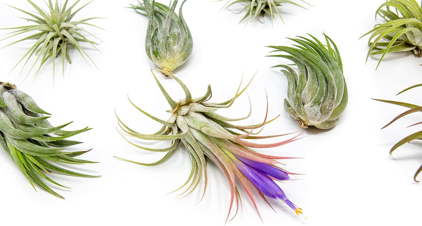 12 Pack Assorted Ionantha Air Plants - Wholesale and Bulk - Succulents - Live Tillandsia - Easy Care Indoor and Outdoor House Plants