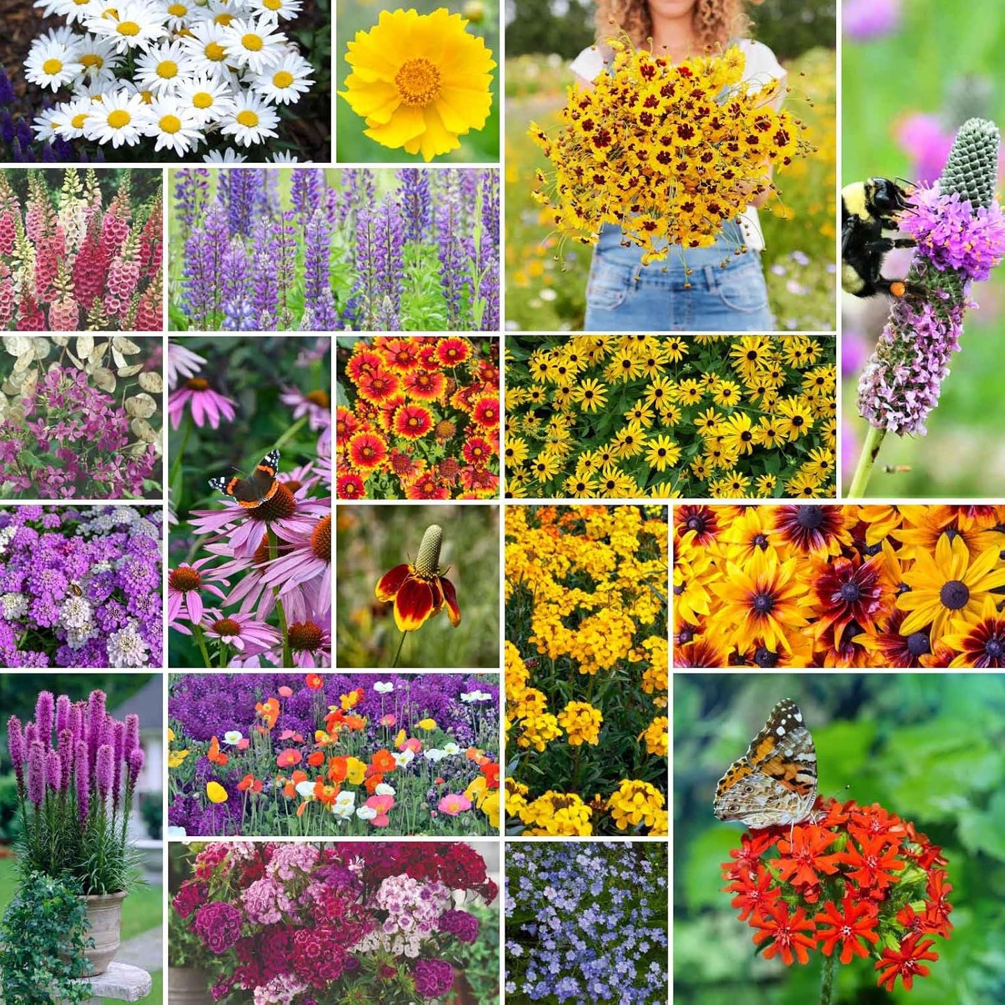 Eden Brothers All Perennial Wildflower Mixed Seeds for Planting, 1 lb, 480,000+ Seeds with Lupine, Shasta Daisy | Attracts Pollinators, Plant in Spring or Fall, Zones 3, 4, 5, 6, 7, 8, 9, 10