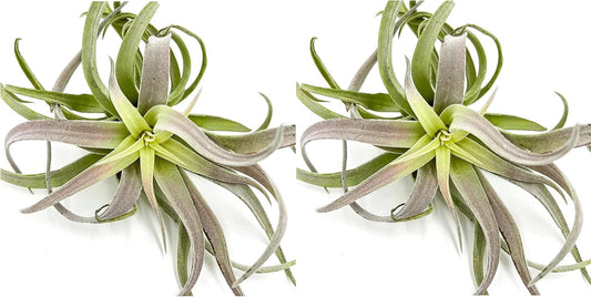 Air Plants - Tillandsia Cacticola, Jumbo 6-9" - 2ct - Live Arrival Guaranteed - House Plants for Home Decor & Gift