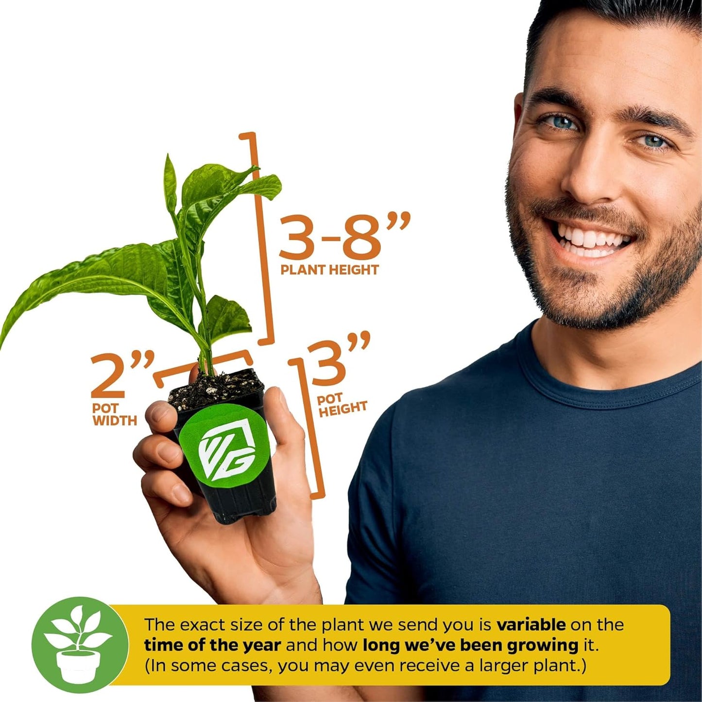 Granadilla Passion Fruit Vine Live Starter Plant - Passiflora quadrangularis by Wellspring Gardens - Climbing Vine with Aromatic Fruit & Stunning Flowers - Ideal for Outdoor & Garden Landscaping