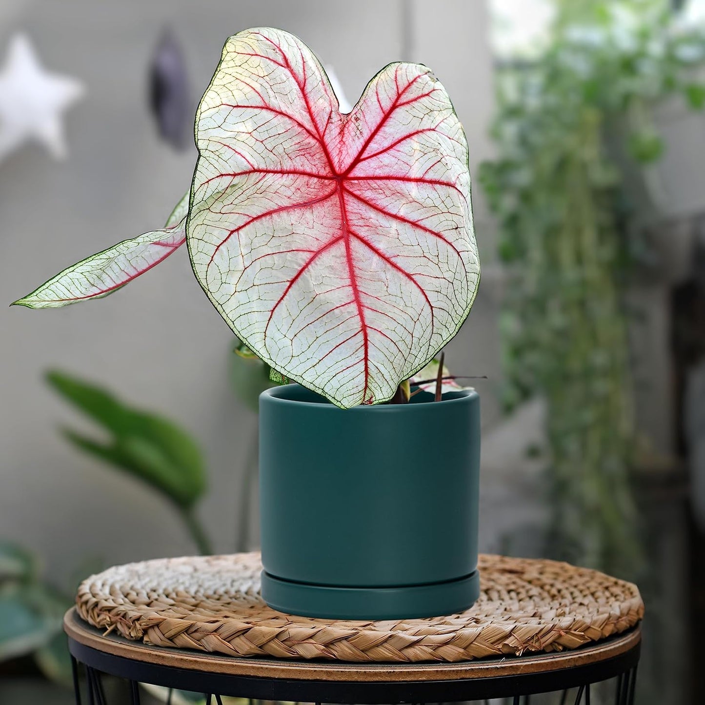 D'vine Dev Set of 4 Small Ceramic Plant Pots, 4.6 Inch Succulent Planter Pot for Plants with Drainage Hole and Saucer, Teal, 94-X-B-9