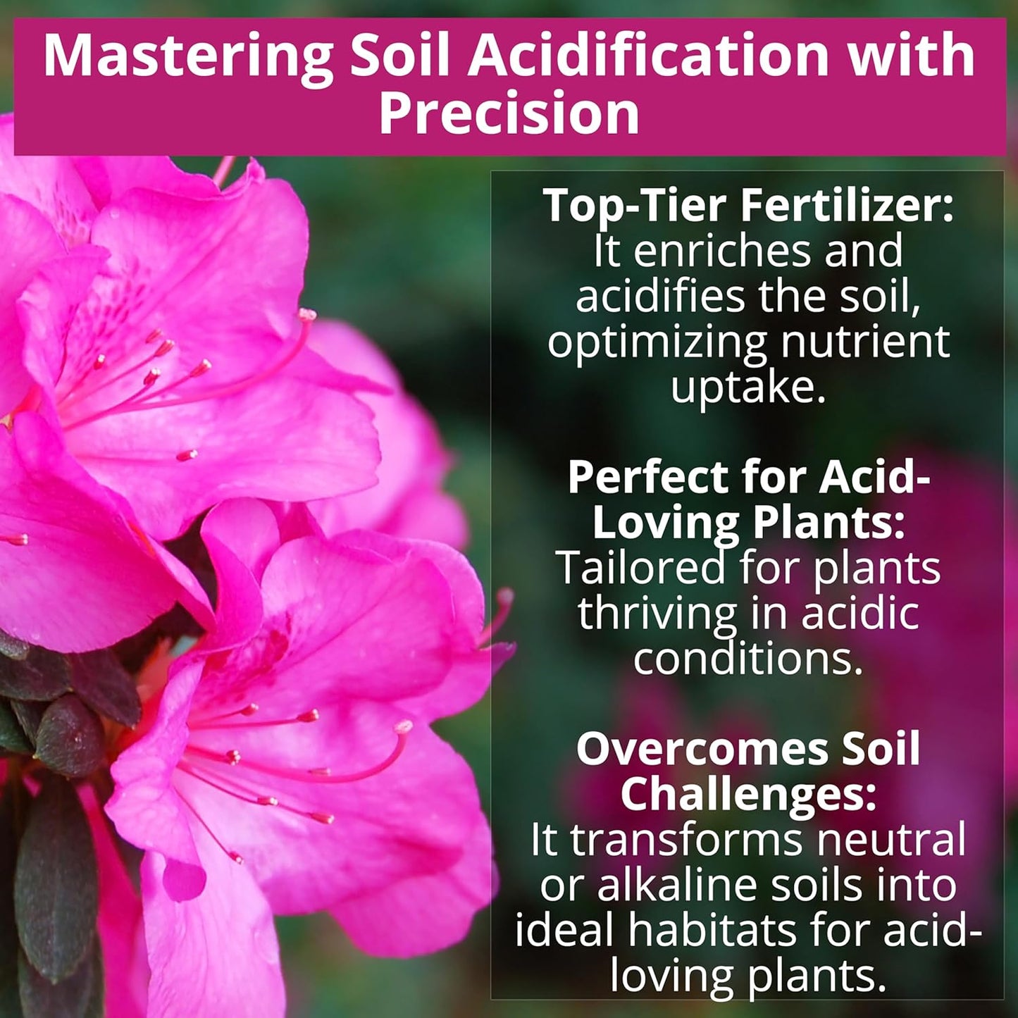 8-4-8 Acidic Fertilizer for Azaleas, Camellias (Camelia), Hydrangeas, Blueberries, Gardenias, Magnolia Trees, Evergreens, and Rhododendrons - Ideal Iron-Rich Plant Food (1/2 Quart)