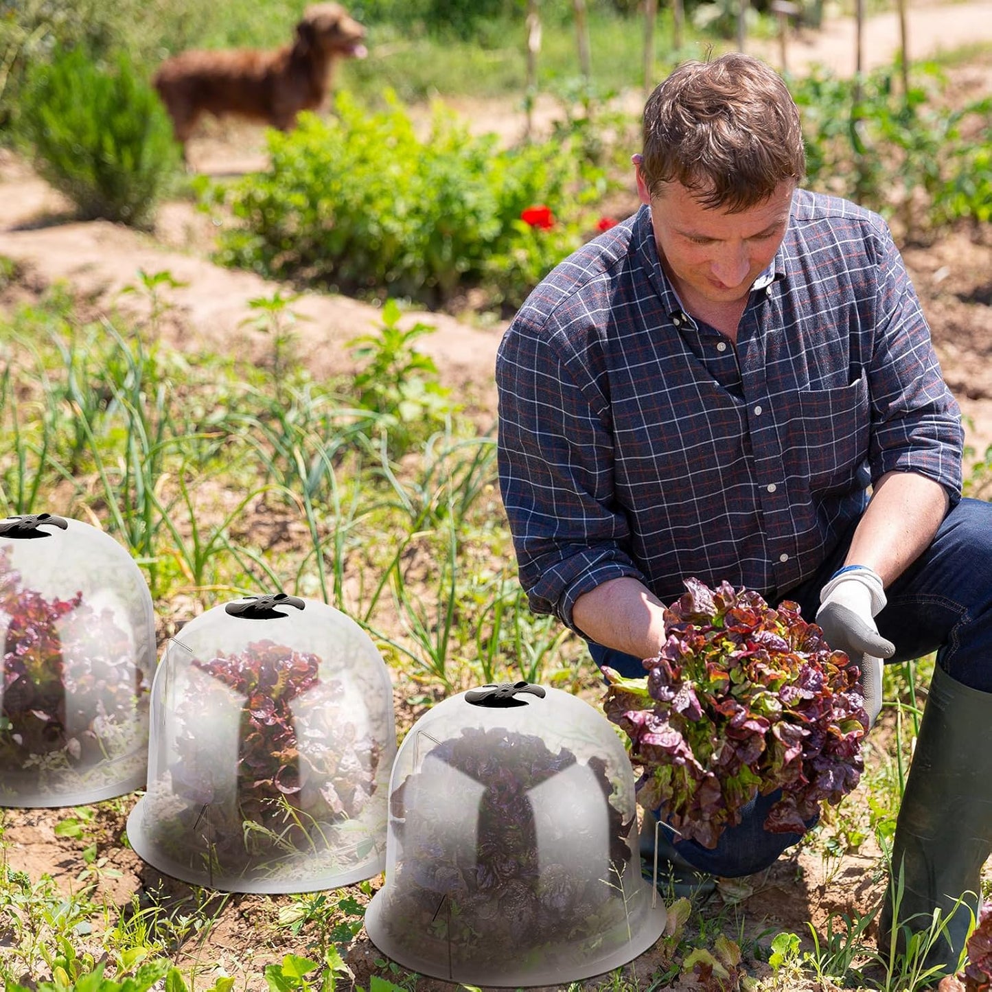 20 Pack Garden Cloche Plant Dome 10.2 D x 8.3 H Plant Cover Plastic Humidity Dome Reusable Plant Protector Mini Greenhouse Dome Plastic Plant Bell Cover with Ground Securing Pegs for Outdoors Plants