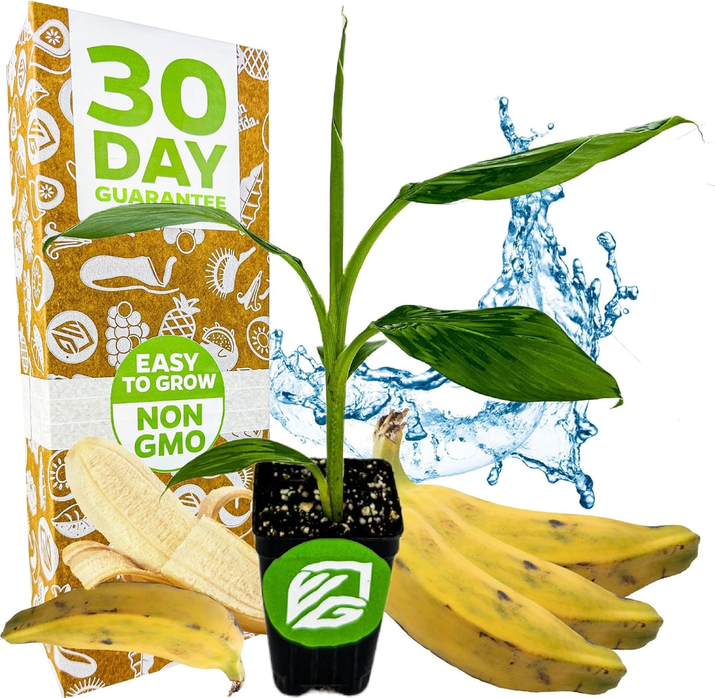 Dwarf Orinoco Banana Tree Live Plant - Musa acuminata by Wellspring Gardens - Starter Plant Ideal for Gardens & Containers - Great for Indoor Houseplants, Outdoor Landscaping & Garden Planting