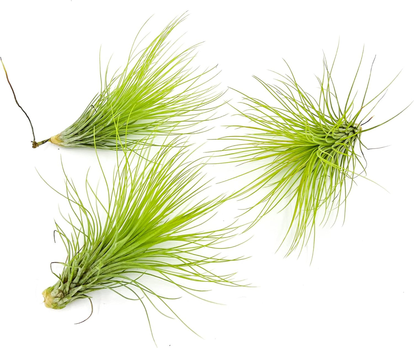 Air Plants - Tillandsia Andreana, Large 4-6" - 3ct - Live Arrival Gauranteed - House Plants for Home Decor & Gift