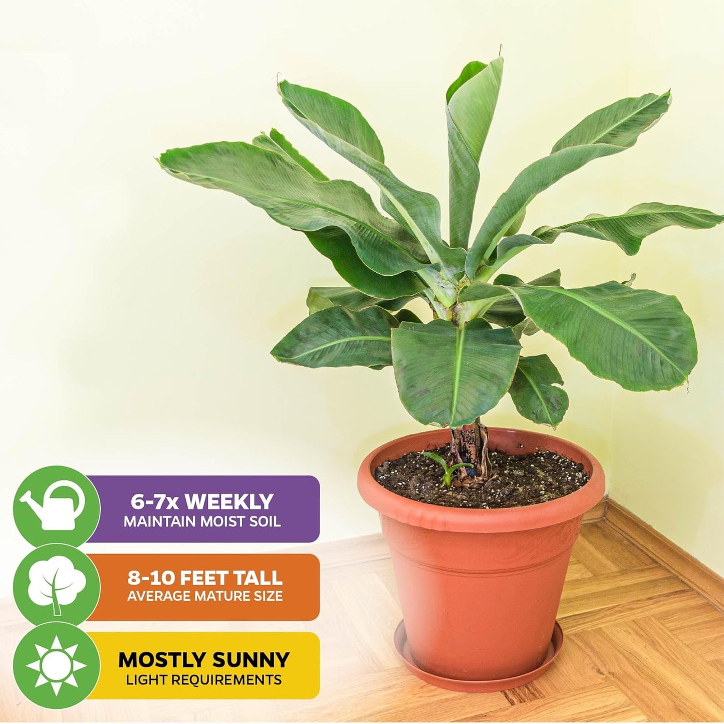 Dwarf Cavendish Banana Plant Live Tree - Musa by Wellspring Gardens – Starter Plant for Indoor and Outdoor Ambiance - Compact Size