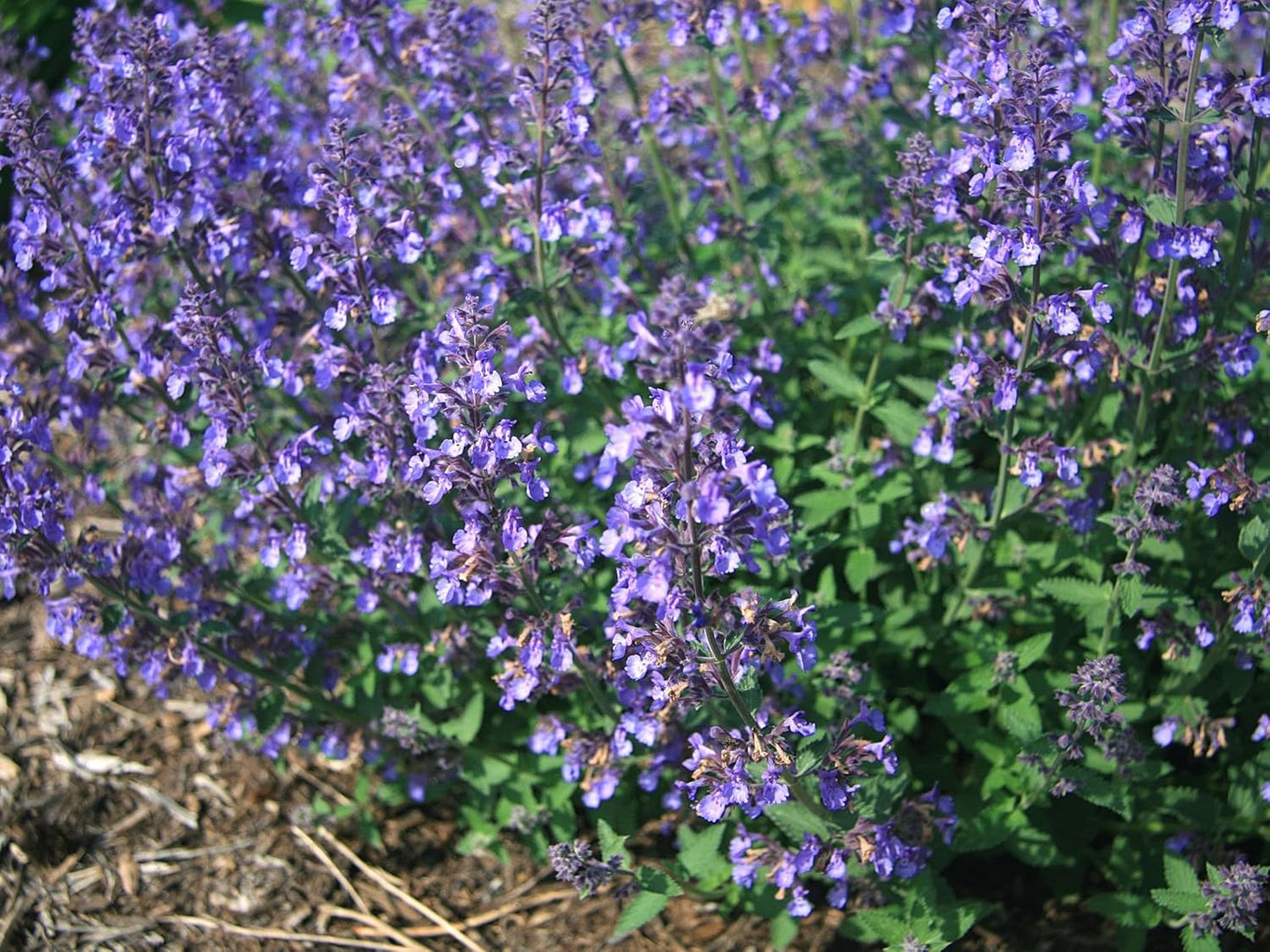 Greenwood Nursery: Live Perennial Plants - 'Junior Walkers Low' Catmint + Nepeta × Faassenii - [Qty: 2X Pint Pots] - (Click for Other Available Plants/Quantities)