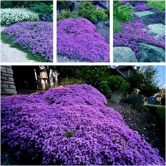 20,000+ Creeping Thyme Seeds Ground Cover, Non-GMO Perennial Flower Seeds, Hardy Thymus Serpyllum, Creeping Phlox Alternative for Landscaping & Garden Paths (Purple)