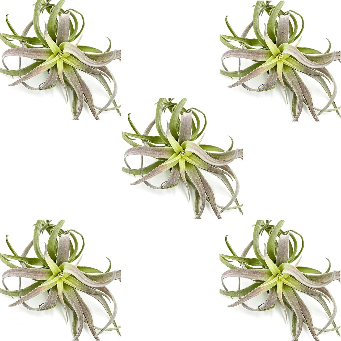 Air Plants - Tillandsia Cacticola, Jumbo 6-9" - 5ct - Live Arrival Guaranteed - House Plants for Home Decor & Gift